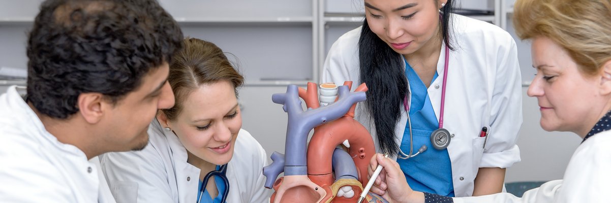 Studierende lassen sich von einer Ärztin ein Herzmodell erklären