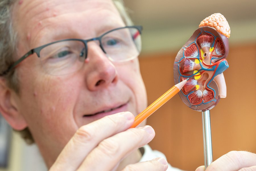 Ein Mann mit Brille zeigt mit einem gelben Bleistift auf ein Modell, dass eine Niere im Querschnitt zeigt