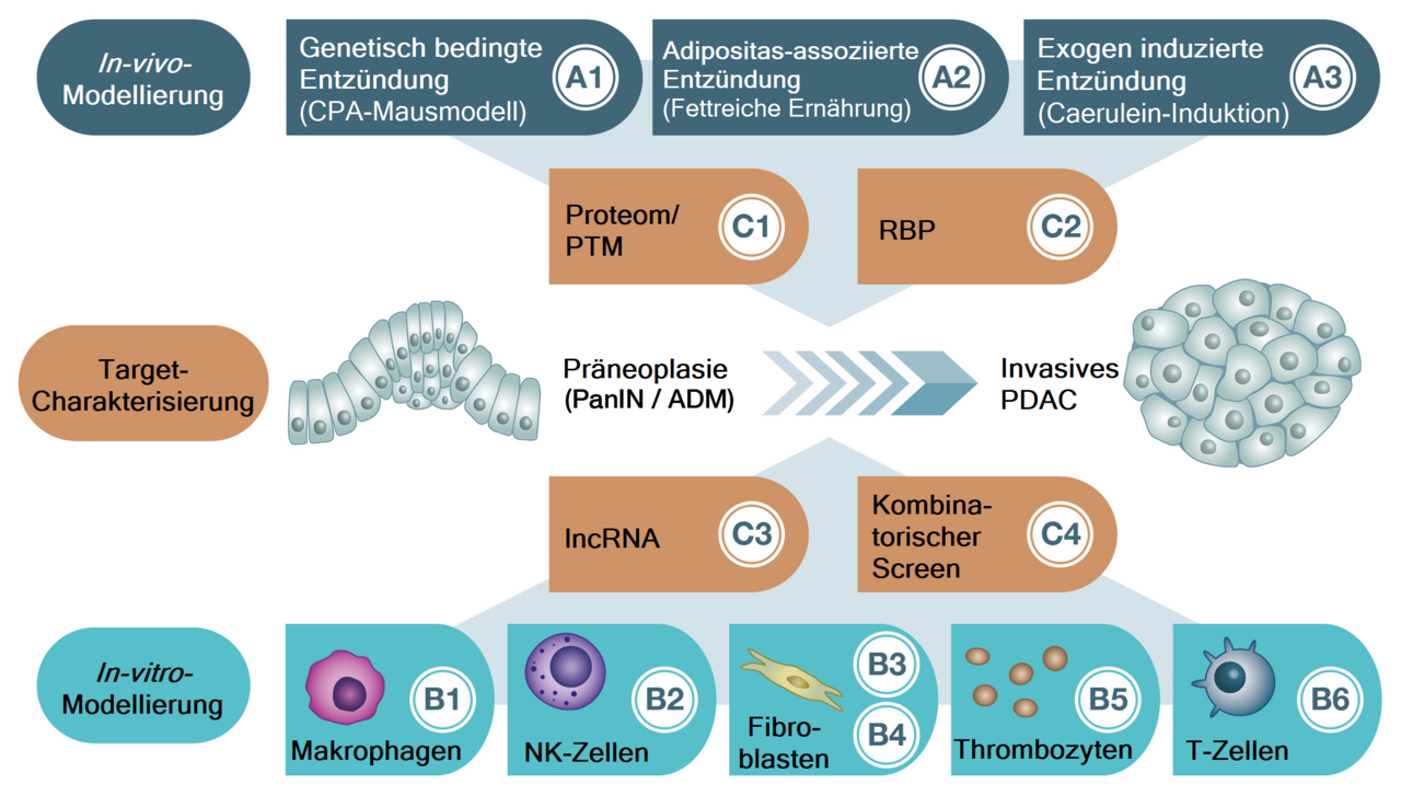 Das Bild zeigt schematisch die Forschungsschwerpunkte und die einzelnen Projekte des GRK. Die Projekte der drei Forschungsschwerpunkte In-vitro-Modellierung, Target-Charakterisierung und In-vivo-Modellierung gruppieren sich dabei um ein unauffälliges Pankreasgewebe, aus dem ein invasives Pankreaskarzinom hervorgeht. 