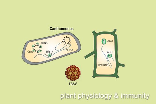 (C) Plant Physiology & Immunity