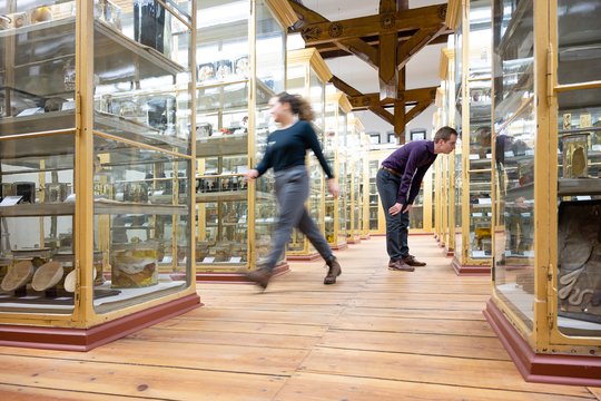 Die Meckelschen Sammlungen zu Halle (Saale) gehören zu den größten anatomischen Lehr- und Forschungssammlungen Europas und wurden im Juni 2015 in das Verzeichnis "national wertvolles Kulturgut" aufgenommen